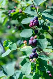 Attēlu rezultāti vaicājumam “Amelanchier spicata fruit”