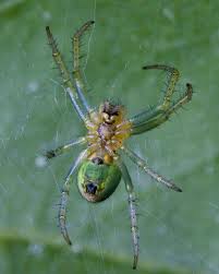 Attēlu rezultāti vaicājumam “Araniella”