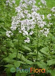 Attēlu rezultāti vaicājumam “Lunaria rediviva leaf”