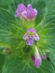 Attēlu rezultāti vaicājumam “Galeopsis bifida flower”
