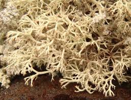 Attēlu rezultāti vaicājumam “Cladonia mitis”