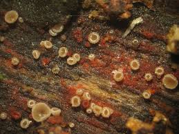 Attēlu rezultāti vaicājumam “Hyphodiscus hymeniophilus”