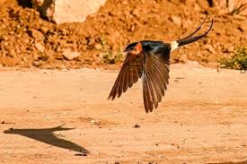 Image result for Cecropis daurica