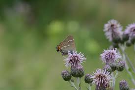 Attēlu rezultāti vaicājumam “Satyrium w-album”