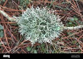 Attēlu rezultāti vaicājumam “Ramalina farinacea”