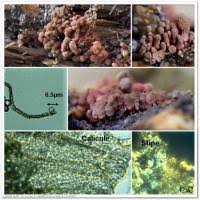 Attēlu rezultāti vaicājumam “Arcyria affinis spores”