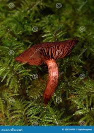 Attēlu rezultāti vaicājumam “Cortinarius sanguineus”