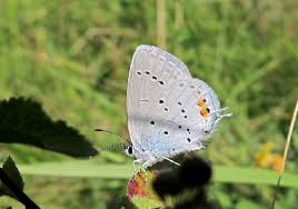 Attēlu rezultāti vaicājumam “Everes argiades underside”