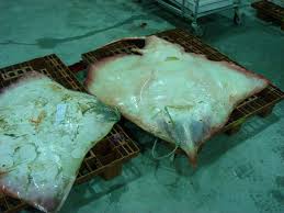 Image result for Rostroraja alba