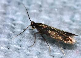 Attēlu rezultāti vaicājumam “Tischeriidae”