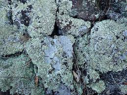 Attēlu rezultāti vaicājumam “Trapelia coarctata”