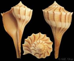 Image result for Sinistrofulgur perversum