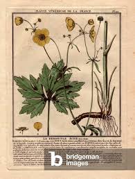 Attēlu rezultāti vaicājumam “Ranunculus cassubicus bud”