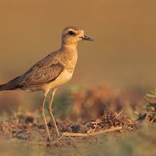 Image result for Charadrius asiaticus