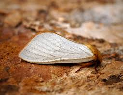 Attēlu rezultāti vaicājumam “Hepialus humuli male”