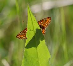 Attēlu rezultāti vaicājumam “Euphydryas maturna larva”