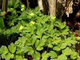 Attēlu rezultāti vaicājumam “Adoxa moschatellina”