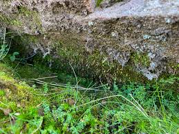 Attēlu rezultāti vaicājumam “Pohlia elongata”