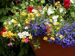 Image result for Elfenspiegel