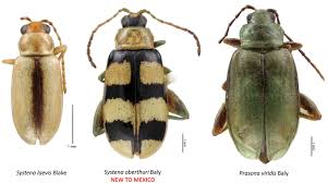 Attēlu rezultāti vaicājumam “Alticinae”