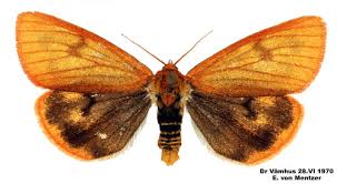 Attēlu rezultāti vaicājumam “Diacrisia sannio female”