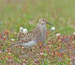 Image result for Calidris melanotos