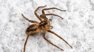 Attēlu rezultāti vaicājumam “Pisauridae”