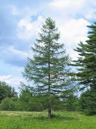 Attēlu rezultāti vaicājumam “Larix decidua”