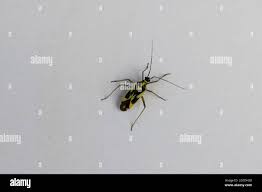 Attēlu rezultāti vaicājumam “Stenotus binotatus female”