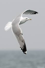 Image result for Larus cachinnans