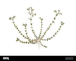 Attēlu rezultāti vaicājumam “Arenaria serpyllifolia leaf”