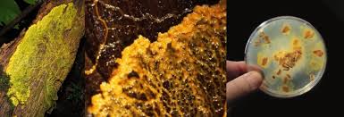 Attēlu rezultāti vaicājumam “Physarum daamsii sessile”