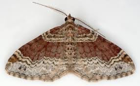 Attēlu rezultāti vaicājumam “Xanthorhoe spadicearia”