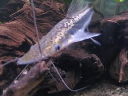 Image result for Alosa chrysochloris