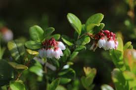 Attēlu rezultāti vaicājumam “Vaccinium vitis-idaea bud”
