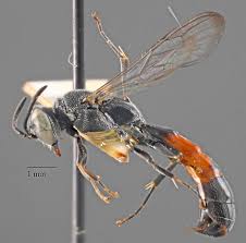 Attēlu rezultāti vaicājumam “Crabronidae”