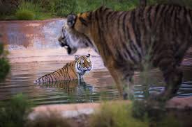 Afbeeldingsresultaat voor tijgers