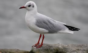 Attēlu rezultāti vaicājumam “Larus ridibundus eggs”