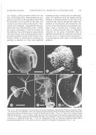 Attēlu rezultāti vaicājumam “Barbeyella minutissima”
