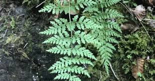 Attēlu rezultāti vaicājumam “Cystopteris fragilis”