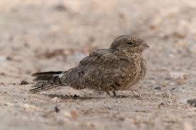 Image result for Caprimulgus aegyptius