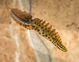 Attēlu rezultāti vaicājumam “Triturus vulgaris male”