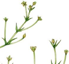 Attēlu rezultāti vaicājumam “Sagina procumbens”