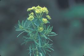 Attēlu rezultāti vaicājumam “Euphorbia cyparissias flower”
