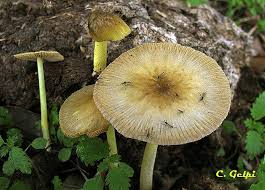 Attēlu rezultāti vaicājumam “Bolbitius vitellinus”