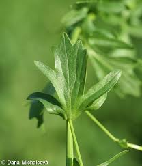 Attēlu rezultāti vaicājumam “Barbarea vulgaris subsp. arcuata”