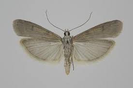 Attēlu rezultāti vaicājumam “Phycitodes binaevella”