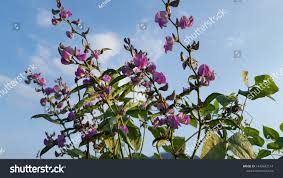 Attēlu rezultāti vaicājumam “Leguminosae”