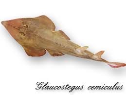 Image result for Glaucostegus cemiculus
