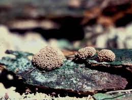 Attēlu rezultāti vaicājumam “Clastoderma debaryanum spores”